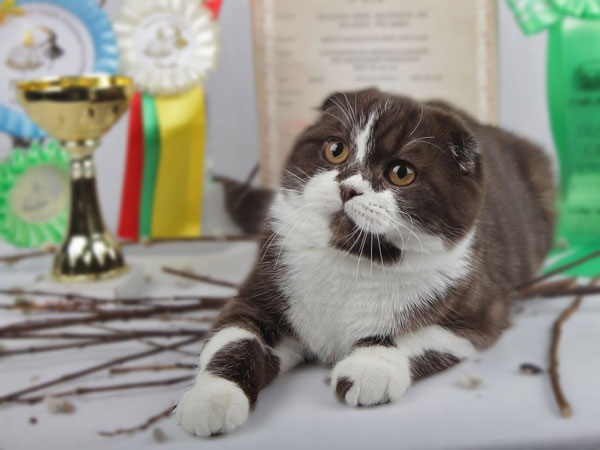вислоухий котик