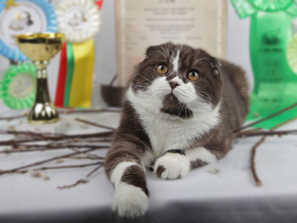 вислоухий котик