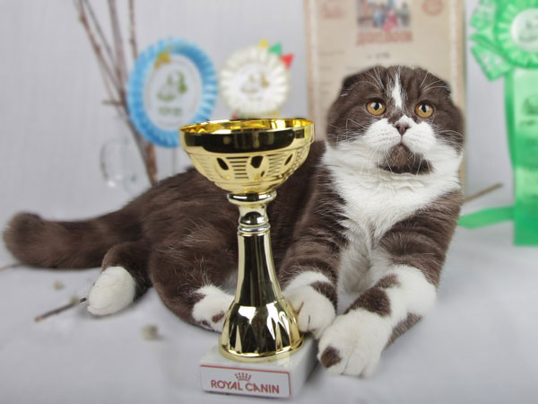 вислоухий котик