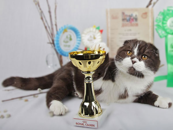 вислоухий котик