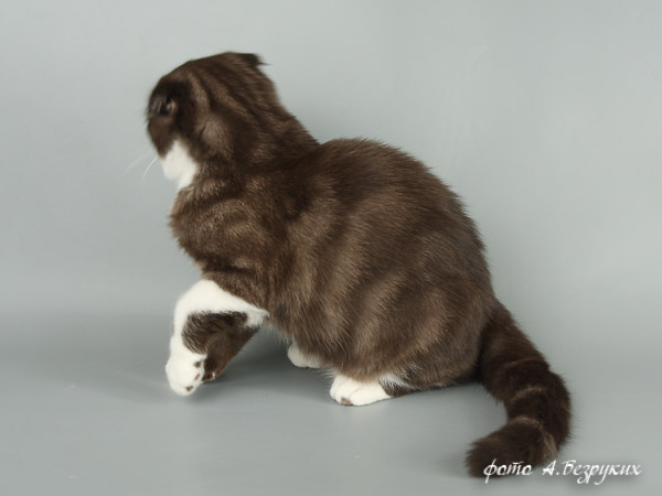 вислоухий котик