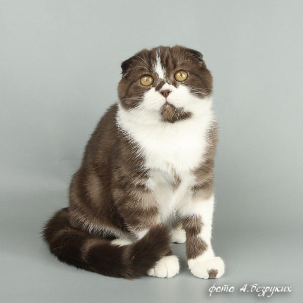 вислоухий котик