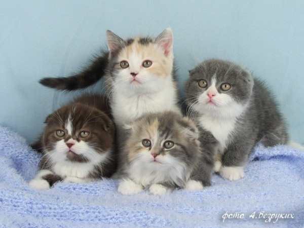 шотланские котята