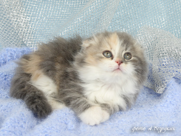 вислоухая кошечка
