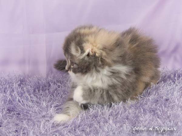 вислоухая кошечка